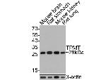 TPMT Antibody in Western Blot (WB)