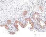 Kinesin 5B Antibody in Immunohistochemistry (Paraffin) (IHC (P))