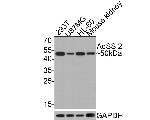 ADSS Antibody in Western Blot (WB)