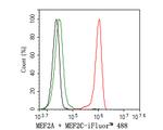 MEF2A/MEF2C Antibody in Flow Cytometry (Flow)