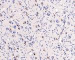 MEF2A/MEF2C Antibody in Immunohistochemistry (Paraffin) (IHC (P))