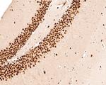 MEF2A/MEF2C Antibody in Immunohistochemistry (Paraffin) (IHC (P))