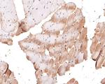 MEF2A/MEF2C Antibody in Immunohistochemistry (Paraffin) (IHC (P))