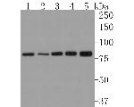 TRIP10 Antibody in Western Blot (WB)