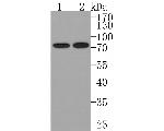 BLNK Antibody in Western Blot (WB)