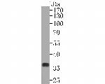 Napsin A Antibody in Western Blot (WB)