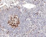 Phospho-MCM2 (Ser108) Antibody in Immunohistochemistry (Paraffin) (IHC (P))