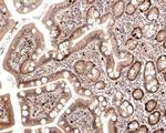 Phospho-MCM2 (Ser108) Antibody in Immunohistochemistry (Paraffin) (IHC (P))