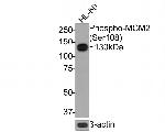 Phospho-MCM2 (Ser108) Antibody in Western Blot (WB)