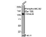 Phospho-MCM2 (Ser108) Antibody in Western Blot (WB)