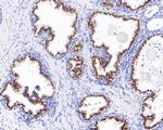 Prostein Antibody in Immunohistochemistry (Paraffin) (IHC (P))