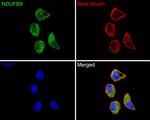 NDUFB9 Antibody in Immunocytochemistry (ICC/IF)