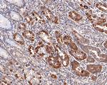 NDUFB9 Antibody in Immunohistochemistry (Paraffin) (IHC (P))