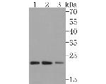 NDUFB9 Antibody in Western Blot (WB)