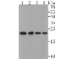 NDUFB9 Antibody in Western Blot (WB)