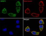 GRSF1 Antibody in Immunocytochemistry (ICC/IF)