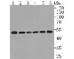 GRSF1 Antibody in Western Blot (WB)