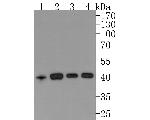 ATG4A Antibody in Western Blot (WB)