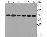 STOML2 Antibody in Western Blot (WB)