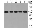 GNA13 Antibody in Western Blot (WB)