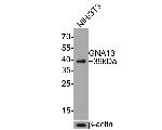 GNA13 Antibody in Western Blot (WB)