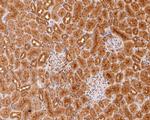 UBE2L3 Antibody in Immunohistochemistry (Paraffin) (IHC (P))