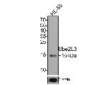 UBE2L3 Antibody in Western Blot (WB)