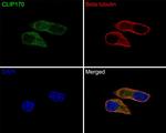 CLIP1 Antibody in Immunocytochemistry (ICC/IF)