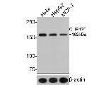 CLIP1 Antibody in Western Blot (WB)