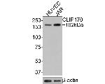 CLIP1 Antibody in Western Blot (WB)