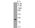 ALS2CR1 Antibody in Western Blot (WB)