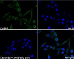 ENPP5 Antibody in Immunocytochemistry (ICC/IF)