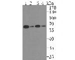 ENPP5 Antibody in Western Blot (WB)