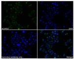 NCAPD2 Antibody in Immunocytochemistry (ICC/IF)