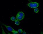 RPL13 Antibody in Immunocytochemistry (ICC/IF)