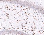 RPL13 Antibody in Immunohistochemistry (Paraffin) (IHC (P))