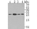 RPL13 Antibody in Western Blot (WB)