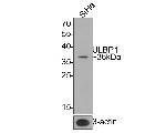 ULBP1 Antibody in Western Blot (WB)