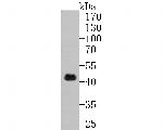 ATOH1 Antibody in Western Blot (WB)