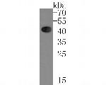 ATOH1 Antibody in Western Blot (WB)