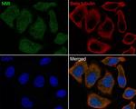 NMI Antibody in Immunocytochemistry (ICC/IF)