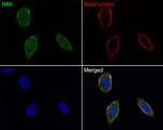 NMI Antibody in Immunocytochemistry (ICC/IF)