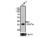 NMI Antibody in Western Blot (WB)