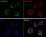 ALDH7A1 Antibody in Immunocytochemistry (ICC/IF)