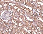 ALDH7A1 Antibody in Immunohistochemistry (Paraffin) (IHC (P))