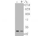 HMGCS2 Antibody in Western Blot (WB)