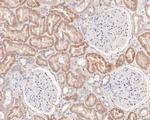 EDG2 Antibody in Immunohistochemistry (Paraffin) (IHC (P))