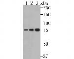 IRAK1 Antibody in Western Blot (WB)