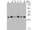 C1QBP Antibody in Western Blot (WB)