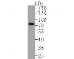 PIAS1 Antibody in Western Blot (WB)